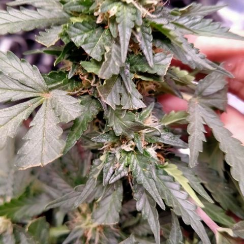 GorillaGlue (shock) growlog timeline photo