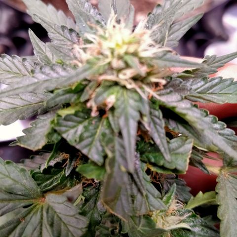 GorillaGlue (shock) growlog timeline photo