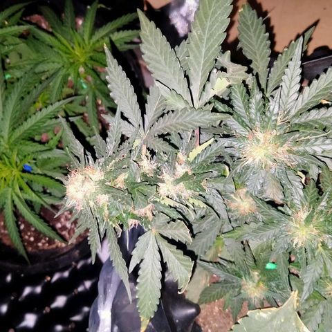 GorillaGlue (shock) growlog timeline photo