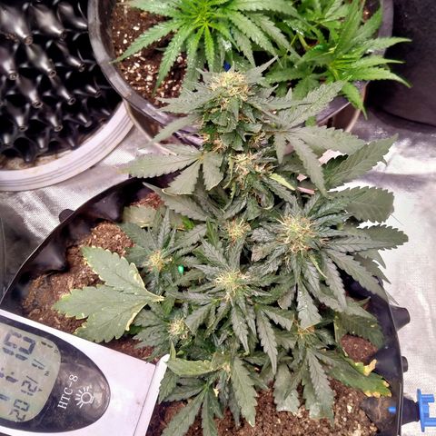 GorillaGlue (shock) growlog timeline photo