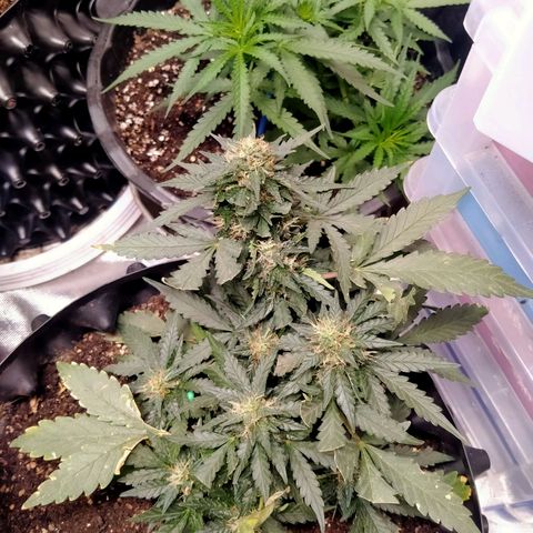 GorillaGlue (shock) growlog timeline photo