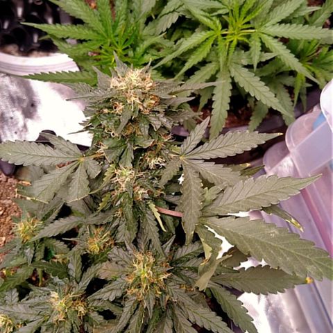 GorillaGlue (shock) growlog timeline photo