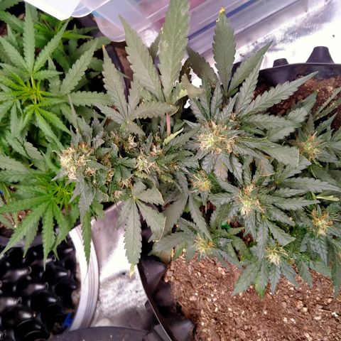 GorillaGlue (shock) growlog timeline photo