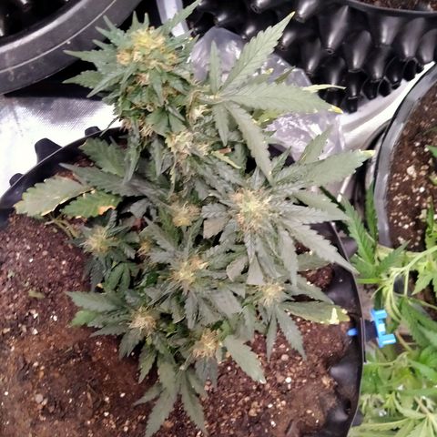 GorillaGlue (shock) growlog timeline photo