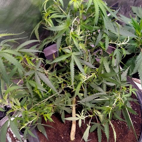 พันธุ์ไทย ท่าศาลา growlog photo: เปลี่ยนกระถางใหม่