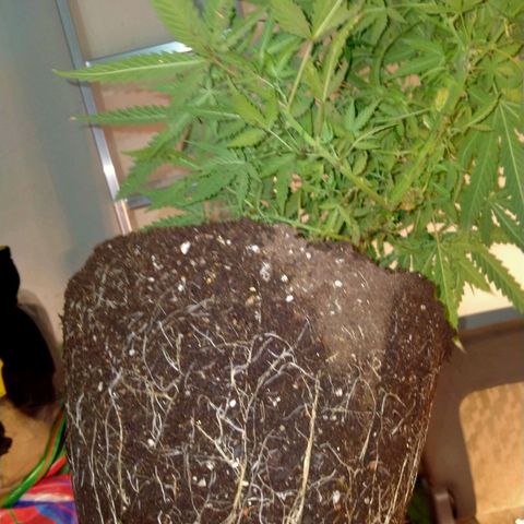 พันธุ์ไทย ท่าศาลา growlog photo: เปลี่ยนกระถางใหม่