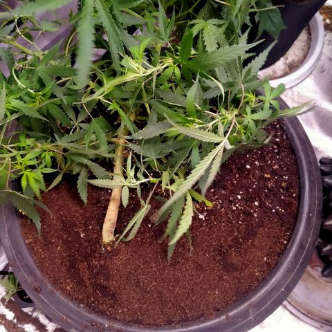 พันธุ์ไทย ท่าศาลา growlog photo: เปลี่ยนกระถางใหม่