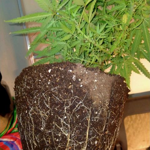 พันธุ์ไทย ท่าศาลา growlog photo: เปลี่ยนกระถางใหม่