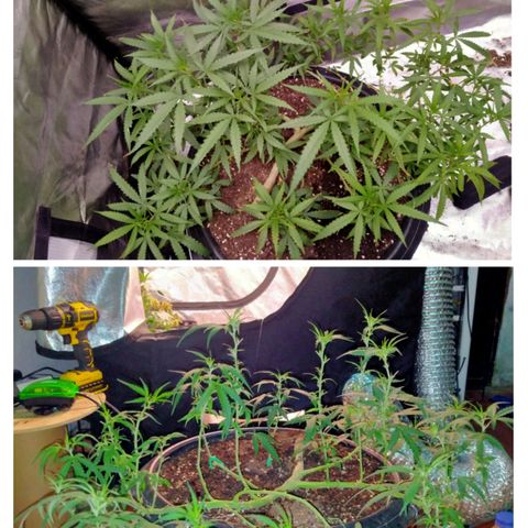 พันธุ์ไทย ท่าศาลา growlog timeline photo