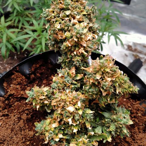 GorillaGlue (shock) growlog timeline photo