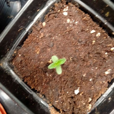 Mandarin Zkitt No.1 growlog timeline photo
