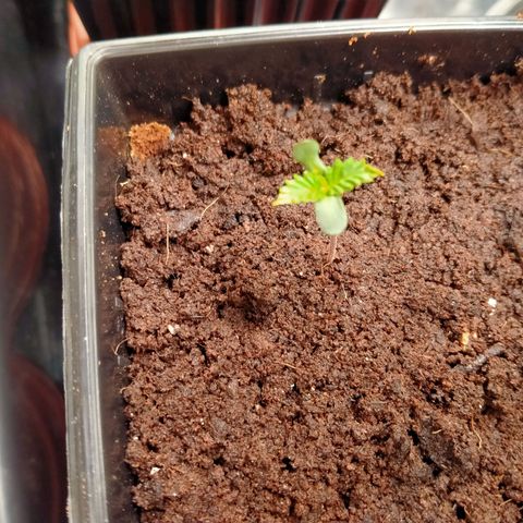 Gorilla Glue Auto No.1 growlog timeline photo
