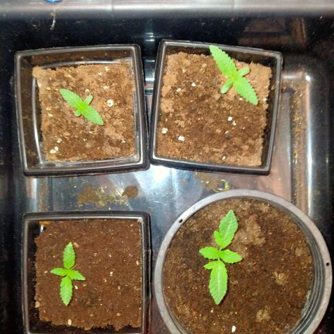 Mandarin Zkitt No.1 growlog timeline photo