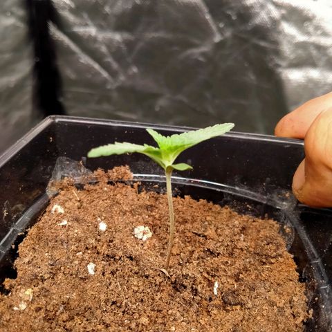 Mandarin Zkitt No.1 growlog timeline photo
