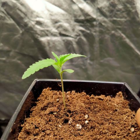 Mandarin Zkitt No.2 growlog timeline photo