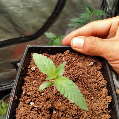 Mandarin Zkitt No.2 growlog timeline photo