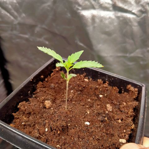 Gorilla Glue Auto No.1 growlog timeline photo