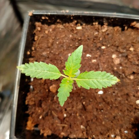 Gorilla Glue Auto No.1 growlog timeline photo