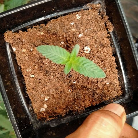 Mandarin Zkitt No.1 growlog timeline photo