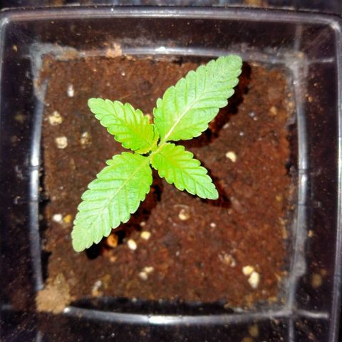 Mandarin Zkitt No.1 growlog photo: สู้ๆ