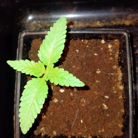 Mandarin Zkitt No.2 growlog timeline photo