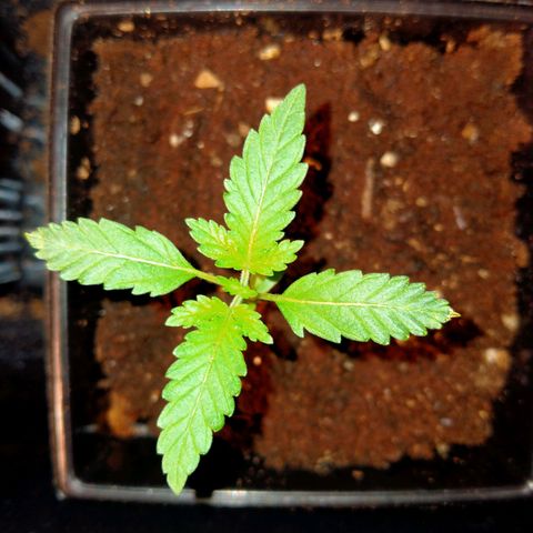 Gorilla Glue Auto No.1 growlog timeline photo