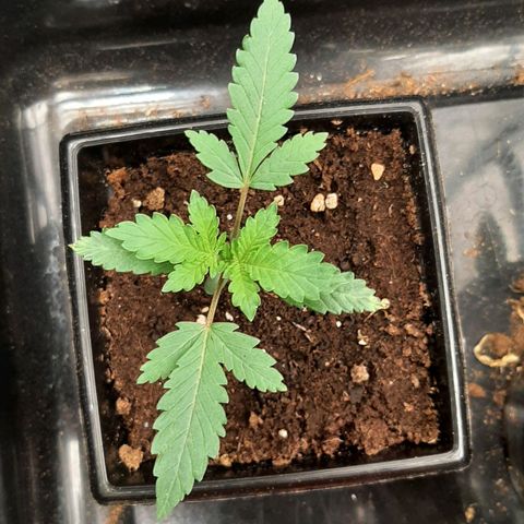Gorilla Glue Auto No.1 growlog timeline photo