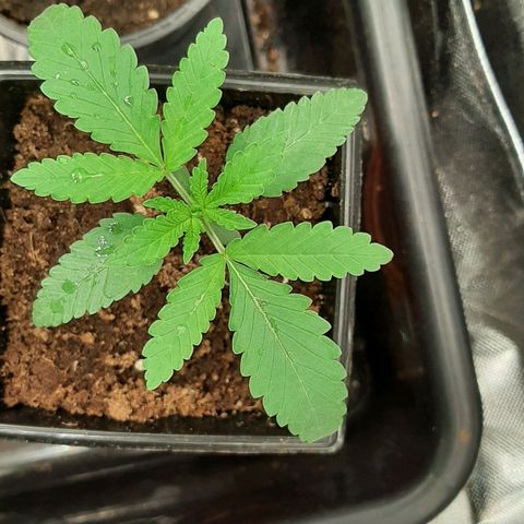 Mandarin Zkitt No.1 growlog timeline photo