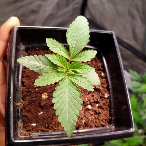 Mandarin Zkitt No.2 growlog timeline photo
