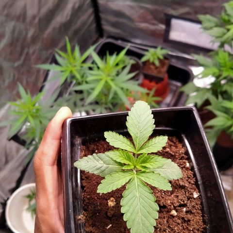 Mandarin Zkitt No.2 growlog timeline photo