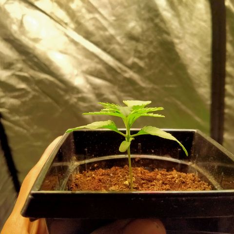 Mandarin Zkitt No.2 growlog timeline photo