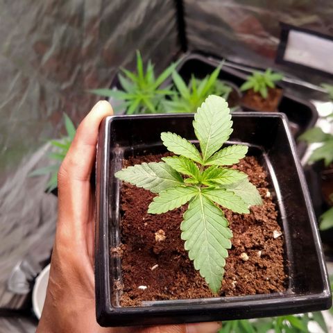 Mandarin Zkitt No.2 growlog timeline photo