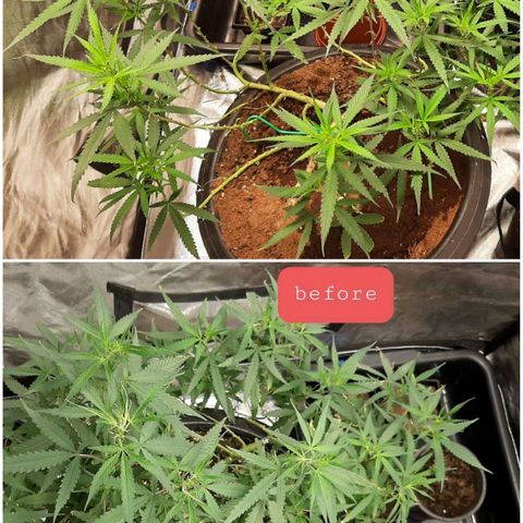 พันธุ์ไทย ท่าศาลา growlog photo: Trimed