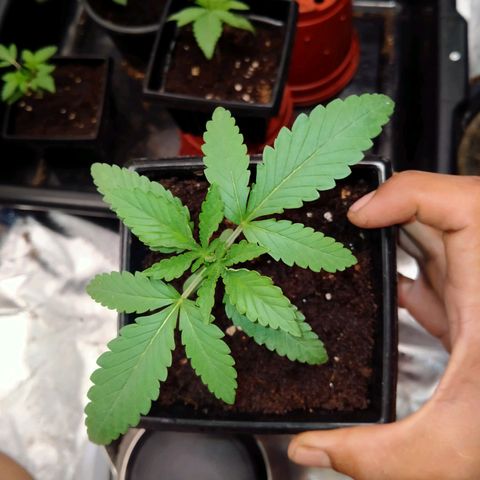 Mandarin Zkitt No.1 growlog timeline photo
