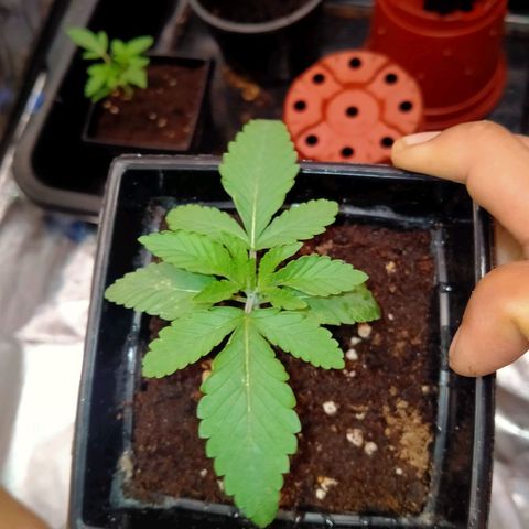 Mandarin Zkitt No.2 growlog timeline photo