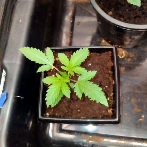 Gorilla Glue Auto No.1 growlog timeline photo