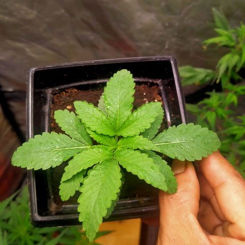 Mandarin Zkitt No.1 growlog timeline photo