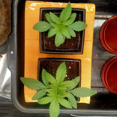 Mandarin Zkitt No.1 growlog timeline photo