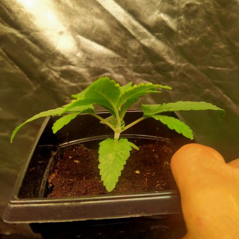 Mandarin Zkitt No.1 growlog timeline photo