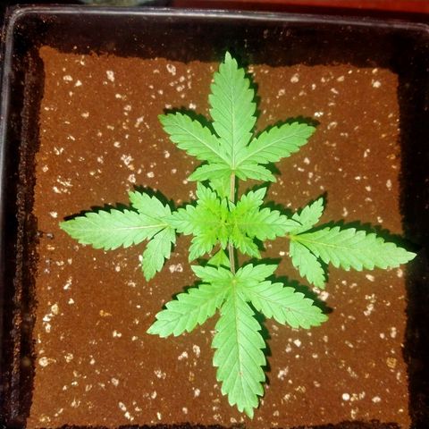 Gorilla Glue Auto No.1 growlog timeline photo