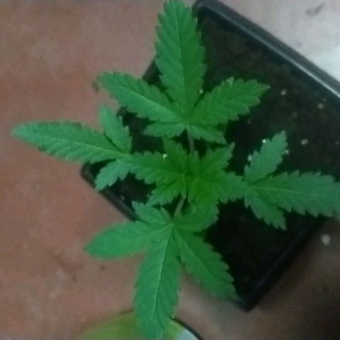 Gorilla Glue Auto No.1 growlog timeline photo