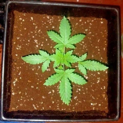 Gorilla Glue Auto No.1 growlog timeline photo