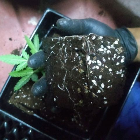 Gorilla Glue Auto No.1 growlog timeline photo