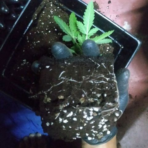 Gorilla Glue Auto No.1 growlog timeline photo