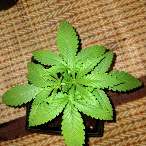 Mandarin Zkitt No.1 growlog timeline photo