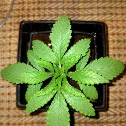 Mandarin Zkitt No.2 growlog timeline photo