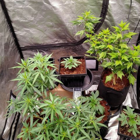 Mandarin Zkitt No.1 growlog timeline photo