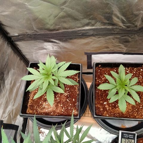Mandarin Zkitt No.1 growlog timeline photo