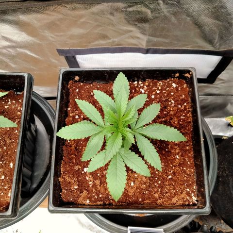 Mandarin Zkitt No.1 growlog timeline photo