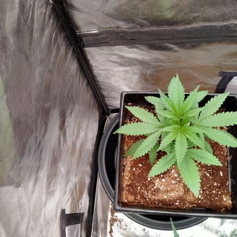 Mandarin Zkitt No.2 growlog timeline photo